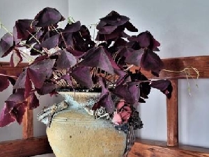 工艺陶瓷盆+紫叶札酱草