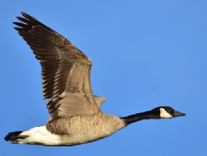 
                女子吓唬一下加拿大鹅, 被罚$300! 检察官: 它再凶, 你也只能让!
            