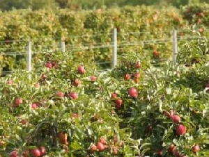 
                500磅苹果被偷光！安省果园怒了：禁婴儿车、背包！
            