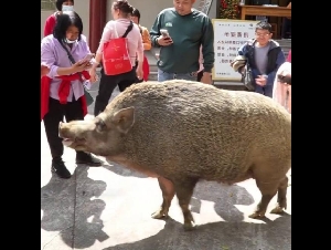 出家观音寺？ 150KG“猪五妹”爆红