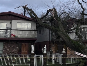 
                半夜轰然巨响！大树压塌温哥华华裔一家房屋
            