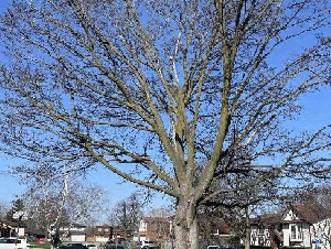 砍树、修树300起